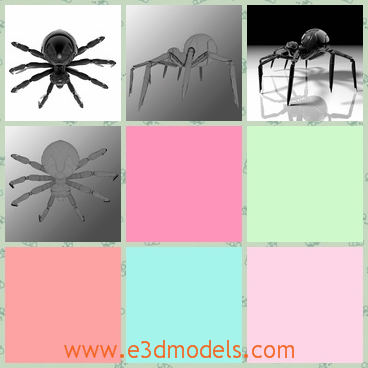 3d model the spider with long legs - This is a 3d model of the spider with long legs,which is dangerous and poisonous.