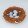 3d model the bird eggs