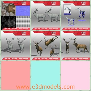 3d mode the elk with horns - This is a 3d model of the elk with horns,which is small and rigged.The animal has facial bones to contol lips, braw and eyelids.