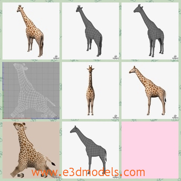 3d model a long neck giraffe - This is a 3d model about a long neck giraffe,and the long neck makes it convenient for it to eat leaves,which has spots on the body regularly.