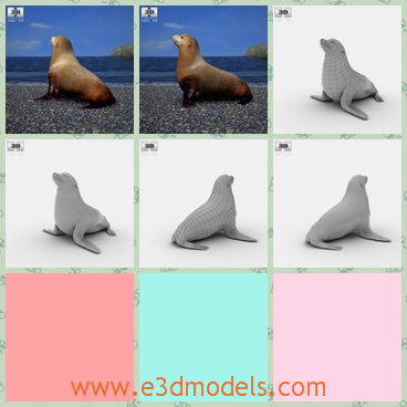 3d model fur seal - This is a 3d model fur seal with brown and white colors.It has four feet,just like pigs and dogs,and the head seems to the lion's.