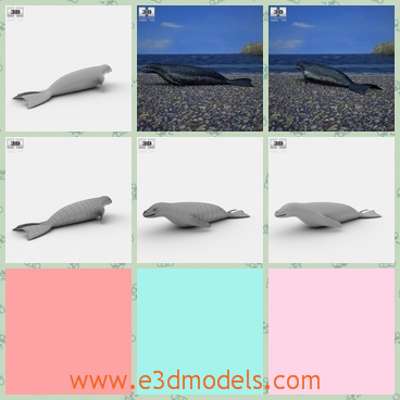 3d model leopard seal - This is a 3d model of a Leopard seal,which exists in two kinds of colors,they are white and black.It also looks like the dolphin in the diatance.