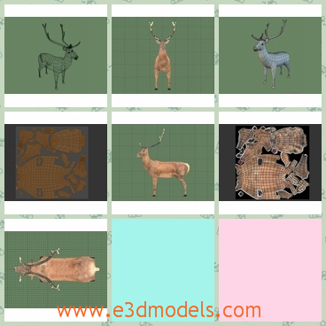 3d model of a deer - This is a 3d model which is about a mature deer which has big thin antlers. This deer has soft brown hair and thin strong legs.