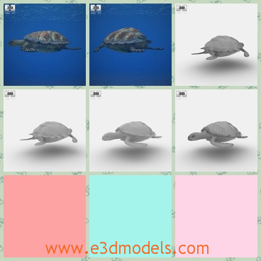 3d model of a hawksbill sea turtle - This 3d model is about a hawksbill sea turtle which has a small builging shell with intricate patterns and four small legs.