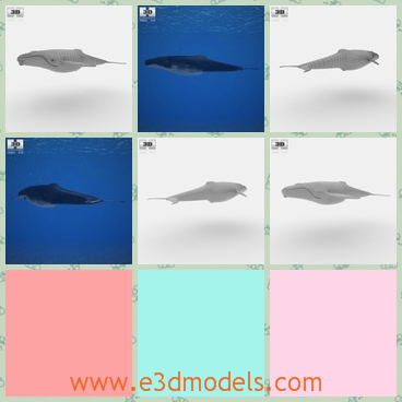 3d model of a humpback whale - This 3d model is about a humpback whale which has a large body with smooth gray skin. This whale has a big hump back and a sharp tail.