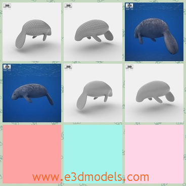 3d model of a west Indian manatee - This 3d model is about a big yet cute animal named manatee which is a large sea animal. This manatee has an oval body and a small head.