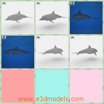3d model of common bottlenose dolphin - This 3d model was created on a real dolphin and the dolphin has a small nose and a sharp tail.It's created qualitatively and maximally close to the original.