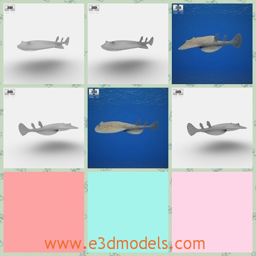 3d model of torpedo Californica - This 3d model of the torpedo Californica is made on real base and it has a flat body with smooth gray surface. It has a small tail and a big head.