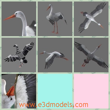 3d model the animated stork - This is a 3d model of the animated stork,which is a kind of birds.The model is white and pretty.