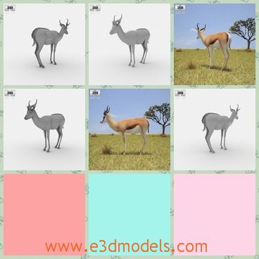 3d model the antelope - This is a 3d model of the antelope in the Africa,which is looking for the food.The model is the marsupial animal in the world.