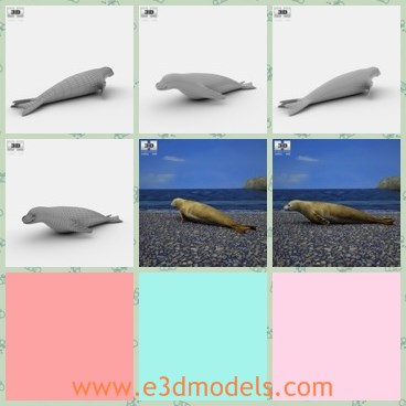 3d model the aquatic seal - This is a 3d model of the aquatic seal,which is lovely and aquatic.The animal is popular for kids.