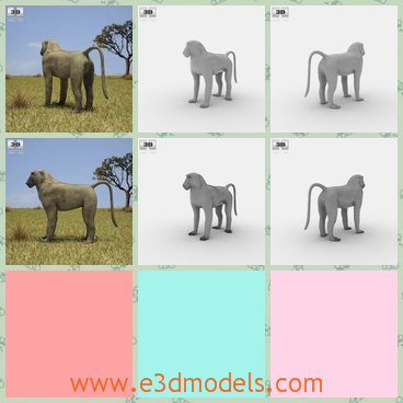 3d model the baboon with long tail - This is a 3d model of the baboom with long tail,which is the primate.The baboon is stange to us people nowadays.