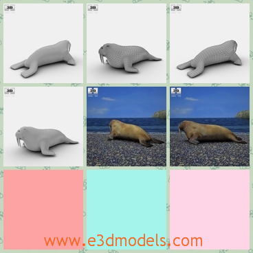 3d model the baby walrus - This is a 3d model of the baby walrus,which is a kind of crawling animal of the world.It looks cute.