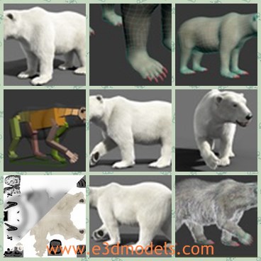 3d model the bear in white - This is a 3d model of the polar bear,which is is highly made.The scene is just a base animation hand movement.
