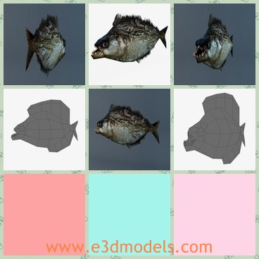 3d model the big fish - This is a 3 model of the big fish,which is ugly and horrible.The fish is black and has rough skin.