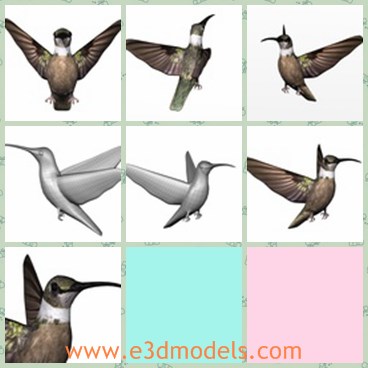 3d model the bird - This is a 3d model of the bird,which is big and special.The model is strenching its wings.