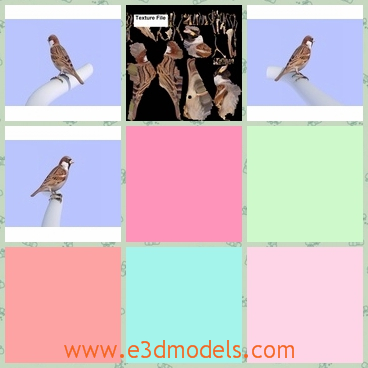 3d model the bird of sparrow - This is a 3d model of the bird of sparrow,which is standing on the branch of the tree.The model is common in China.