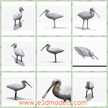 3d model the bird of stork - This is a 3d model of the bird of stork,which is the most widespread species, which occurs in the northeast of Africa and much of Europe and Asia