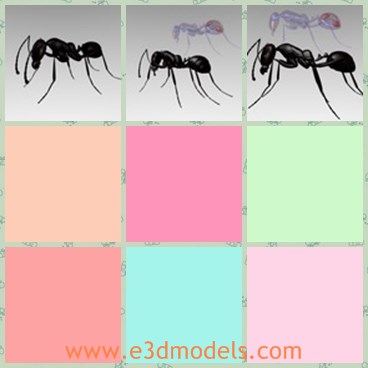 3d model the black ant - This is a 3d model of the black ant,which is made with seven legs and the ant is the small and common insect in life.