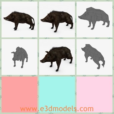 3d model the black boar - This is a 3d model of the black wild boar,which is large and wild.The boar is made according to the real ones.