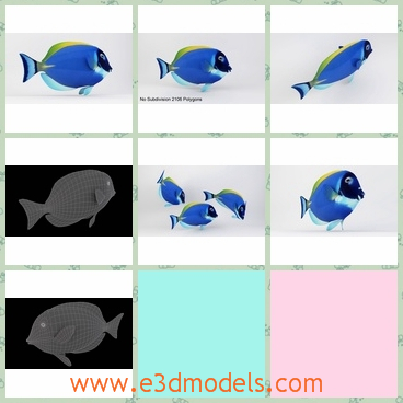 3d model the blue fish - This is a 3d model of the blue fish,which is cute and small.The model is the tropical type in the ocean.
