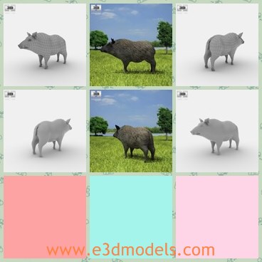 3d model the boar - This is a 3d model of the wild boar,which is wild and made on real bases.The model is textured and detailed.