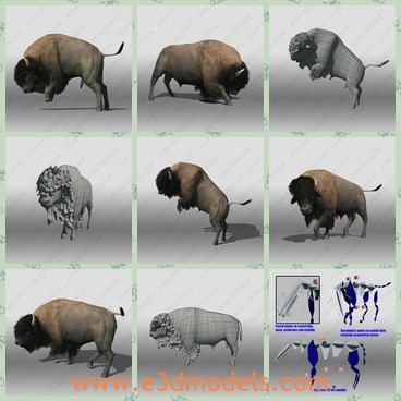 3d model the buffalo - THis is a 3d model of the buffalo,which is large and heavy.The model has  facial bones to contol lips, braw and eyelids.