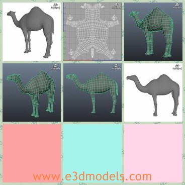 3d model the camel - This is a 3d model of the camel,which is large and made with two edges.The animal is useful and common in the desert.