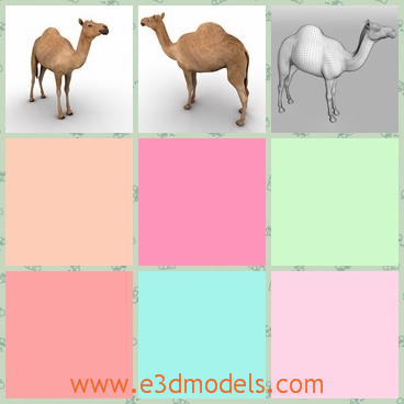 3d model the camel with one hump - This is a 3d model of the camel with one hump,which is tall and thin.There are two humps on the back of camels actually and the model is special.