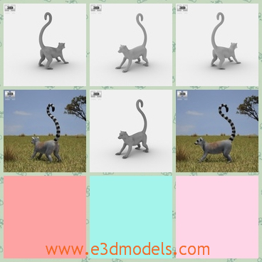 3d model the catta with a long tail - This is a 3d model of the catta with a long tail,which is the wild animal in the forest.The model looks like the tiger at first sight.