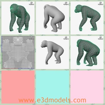 3d model the chimpanzee - This is a 3d model of the chimpanzee,which is large and strong.The animal is a kind of monkeys.