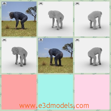 3d model the chimpanzee - This is a 3d model of the chimpanzee,which is a kind of monkey and the model is provided combined, all main parts are presented as separate parts therefore materials of objects are easy to be modified or removed.
