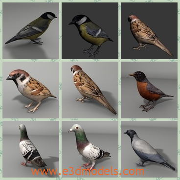 3d model the collection of birds - This is a 3d model about the collection of birds,which are made to add more details and realism to your rendering projects.Models can be used in any of your projects.