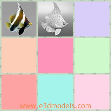 3d model the coral fish - This is a 3d model of the coral fish,which is a kind of fish living inthe tropical area.The model is pretty and special compared with others.