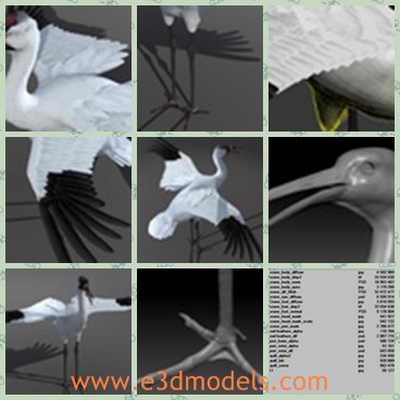 3d model the crane - This is a 3d model of the crane,which is a kind of the pleasure animal in the world.THe model is white and pretty.