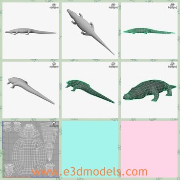 3d model the crocodile - This is a 3d model of the crocodile,which is the animal lives in the water.Its skin is very horrible and it runs near the ground.