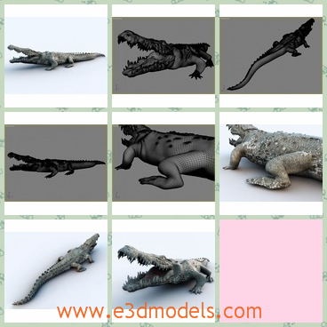 3d model the crocodile with ugly appearance - This is a 3d model of the crocodile with ugly appearance,which is large and ugly.THe model is common in the water.