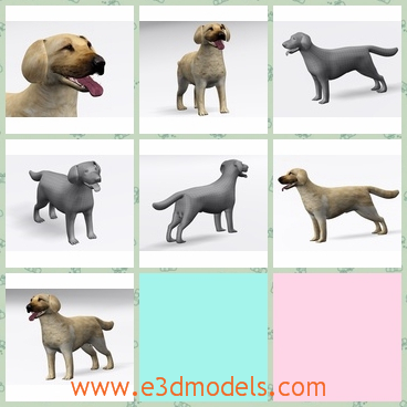 3d model the cute dog - This is a 3d model of the cute dog,which is the lovely puppy.The model is yellow and cute in the life.