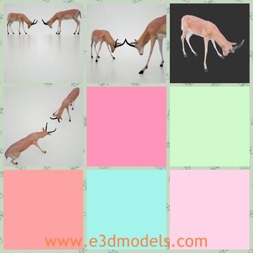 3d model the deer - This is a 3d model of the deer,which is the common animal in nature.The deer is strong and made with two horns.