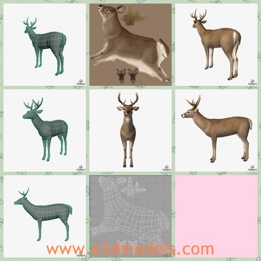 3d model the deer - This is a 3d model of the deer,which is textured and detailed.The animal is made with horns.