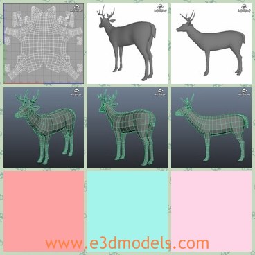 3d model the deer with horns - This is a 3d model of the deer with horns,which is the special animals which pulls the cart of Santa Clsus during the period of Christmas.