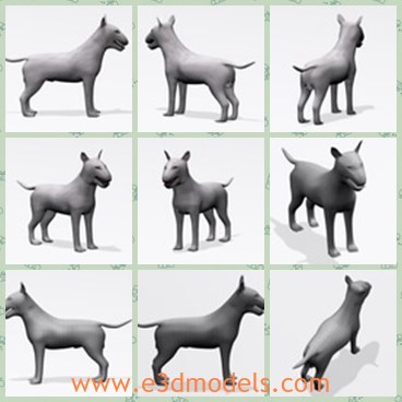 3d model the dog - This is a 3d model of the dog,which is the lovely pet in family.The dog is white and popualr in modern society.