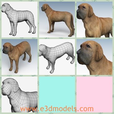 3d model the dog - This is a 3d model of the dog,which is realistic and made with good quality.The dog is big and has special ears.