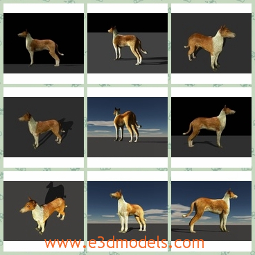 3d model the dog as a pet - This is a 3d model of the dog as a pet,which is big and strong.The model is common in the world and it is very expensive in some places.