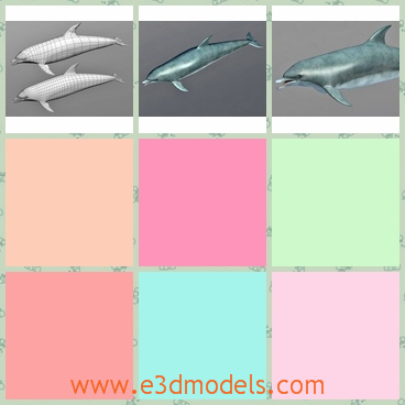 3d model the dolphin - This is a 3d model of the dolphin,which is a kind of fish in the sea.The model is large and cute.