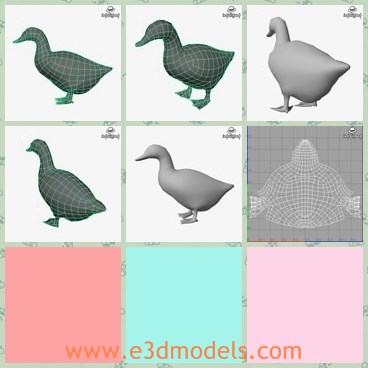 3d model the duck - This is a 3d model of the duck,which is small and fat.The animal is the common poultry in our backyard.