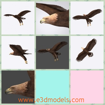 3d model the eagle flying in the air - This is a 3d model of the eagle flying in the air,which is strong and big.The month of it is very sharp and the eyes are small but sharp too.
