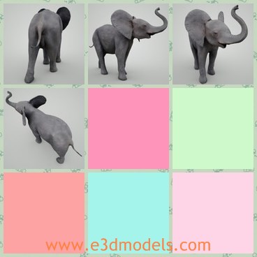 3d model the elephant - This is a 3d model of the elephant,which is the baby one.The model is realistic and rigged.