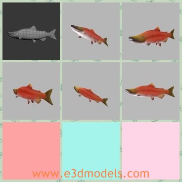 3d model the fish - This is a 3d model of the fish,which is called as the salmon.The model is the delicious food in life.