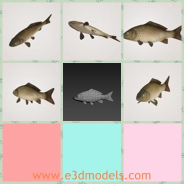 3d model the fish - THis is a 3d model of the fish,which is large and popular in Japan.The fish is bigger than common ones.